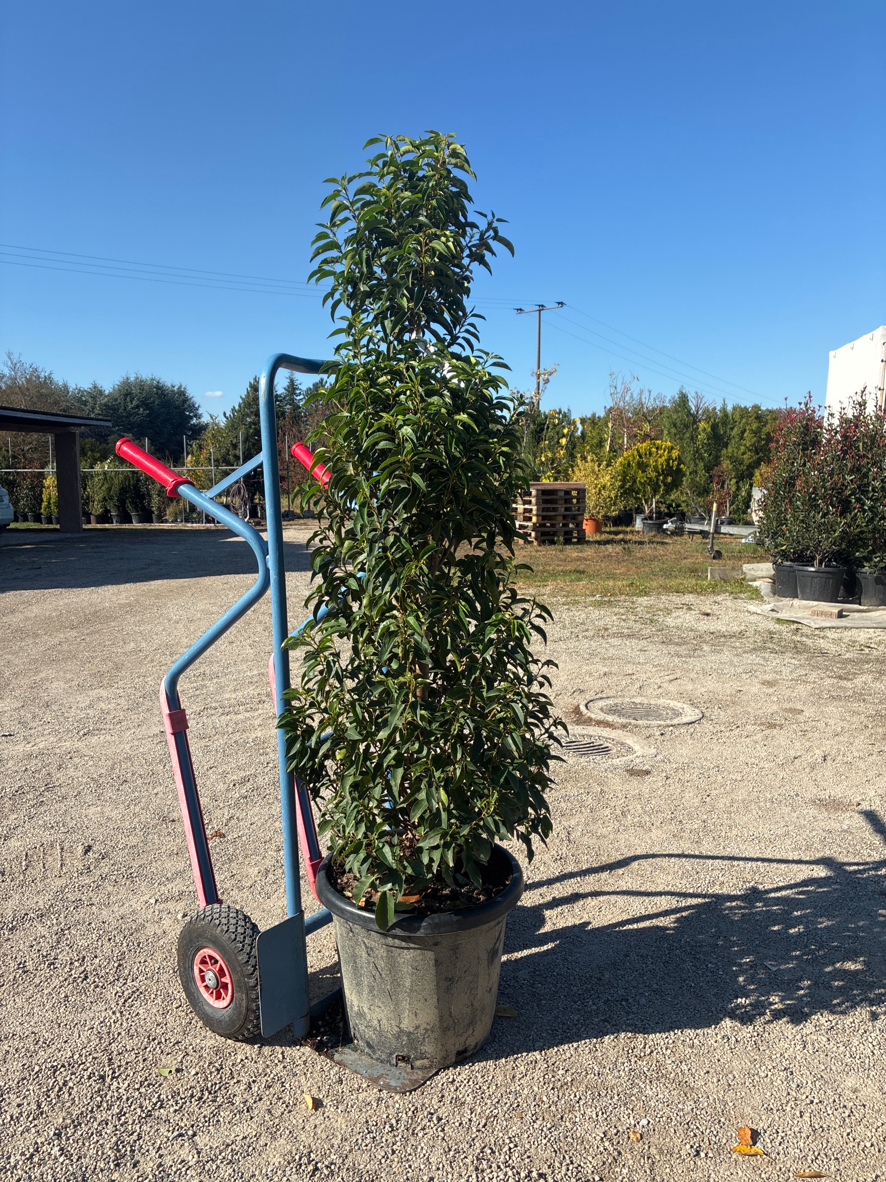 Portugiesische Lorbeerkirsche 'Angustifolia' / Prunus lusitanica 'Angustifolia'